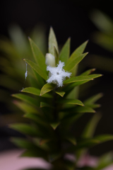 Styphelia leptospermoides