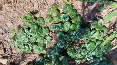 Oxalis strigosa