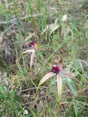 Caladenia lorea