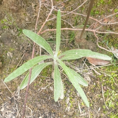 Senecio quadridentatus