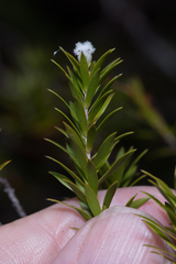 Styphelia leptospermoides