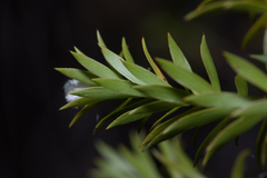 Styphelia leptospermoides