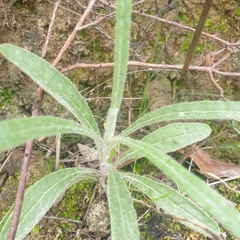 Senecio quadridentatus
