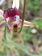 Caladenia lorea