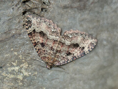 Triphosa dubitata