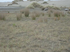 Charadrius bicinctus