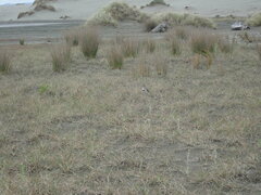 Charadrius bicinctus