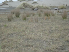 Charadrius bicinctus