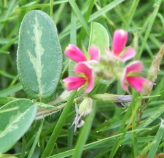 Alysicarpus ovalifolius