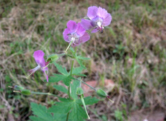 Geranium phaeum