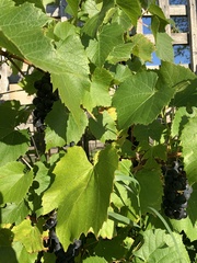 Vitis