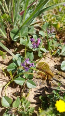 Dolichos decumbens