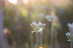 Allium tuberosum