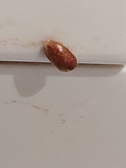Lasioderma serricorne