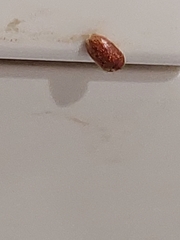 Lasioderma serricorne