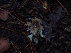 Lepiota rubrotinctoides