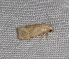 Platphalonidia magdalenae