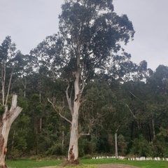 Eucalyptus viminalis