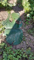 Haemanthus sanguineus