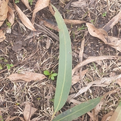 Eucalyptus viminalis