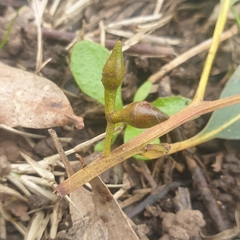 Eucalyptus viminalis
