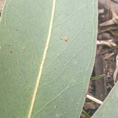 Eucalyptus viminalis