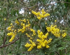 Acacia dealbata
