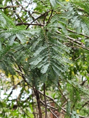 Acacia dealbata