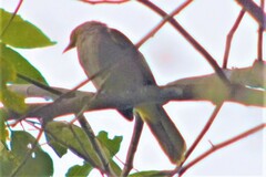 Pycnonotus finlaysoni eous