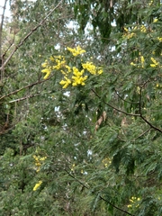 Acacia dealbata