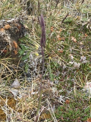 Festuca richardsonii