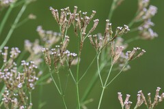 Verbena