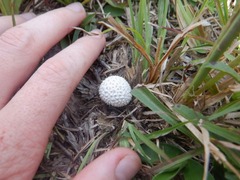 Lycoperdon marginatum