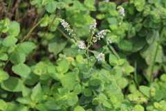 Mentha spicata