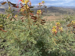 Erythrostemon gilliesii