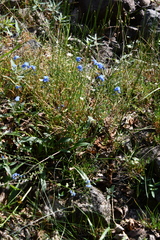 Myosotis asiatica