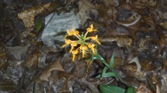 Platanthera ciliaris