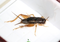 Mitius minor