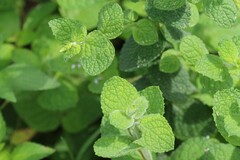Mentha spicata