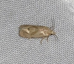 Platphalonidia magdalenae