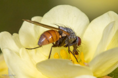 Thricops semicinereus