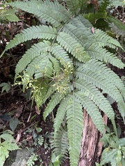 Primulaceae