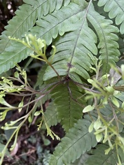 Primulaceae