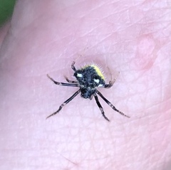 Poecilopachys australasia