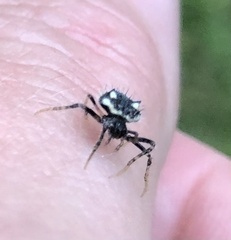 Poecilopachys australasia