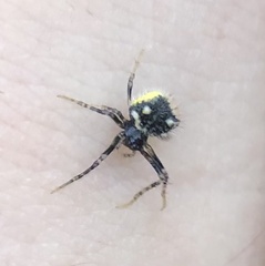 Poecilopachys australasia