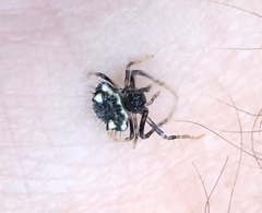 Poecilopachys australasia