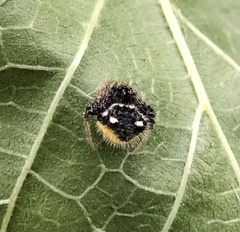 Poecilopachys australasia