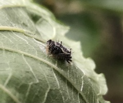 Poecilopachys australasia