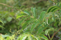Sambucus canadensis